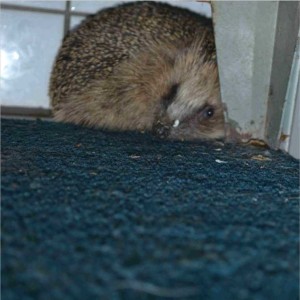 Egel, verstopt onder een locker