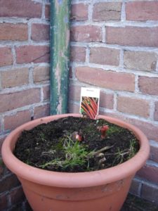 rabarber in pot