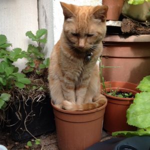 rode kat zittend in een plantenpot